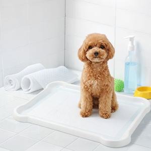 강아지 애견 화장실 수컷 배변판