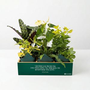 벨라가든 테이블용 미니 정원(식물 6종) 소형 화분 미니식물 카페 인테리어