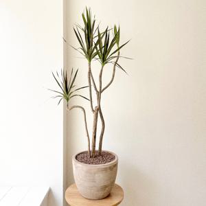 드라세나 마지나타 대형 실내공기정화식물 베트남토분 개업 집들이 인테리어