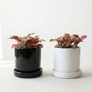 피토니아 레드스타 소형 화분_화이트/블랙