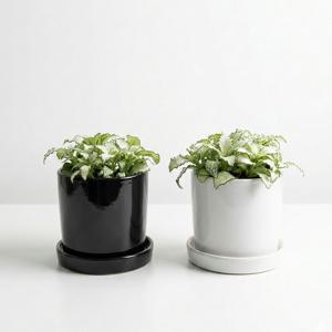 피토니아 화이트스타 소형 화분_화이트/블랙