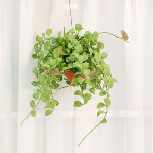 미니화분 디시디아 그린 행잉플랜트 에어플랜트