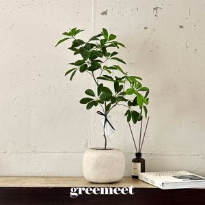 리얼플랜트 쉐프렐라 홍콩야자 조화 화분 세트