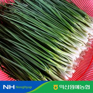 당일수확! 당일발송! 익산 깐쪽파 1단