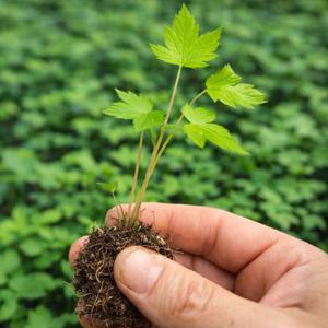 당귀 모종 잎당귀 약초 나물 쌈채소