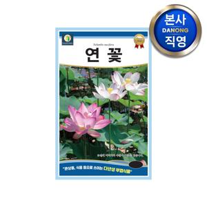 연꽃 씨앗 10립 . 수생식물 야생화 연못 정원 화단 수경 재배 연잎 씨 종자.
