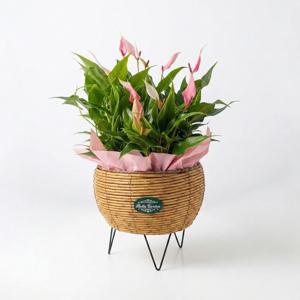 벨라가든 윈도우용 미니 정원 (식물 4종) 소형 반려 식물 공기정화 먼지먹는 카페 인테리어