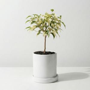 벤자민고무나무 스타라이트 중형 화분_화이트/블랙