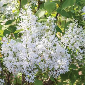 백라일락나무 프레스토니아 중품 대품 다간형 개화주 향기 꽃나무