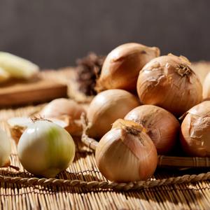 제주 아삭하고 달큰한 2026년 햇 양파 5kg (소/장아찌용)