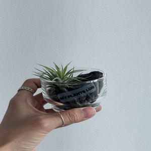 이오난사 행잉식물 공중식물 데스크테리어 식물오브제