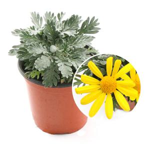 유리호프스 봄꽃 공기정화식물 야생화 화초