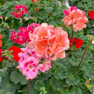 제라늄 중형 꽃모종 야생화 페라고늄