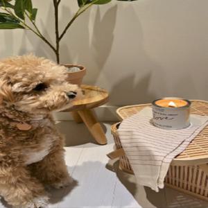 펫 프렌들리 천연 100%소이왁스 향수등급 고급향 4종 향초