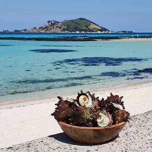 제주 해녀가 잡아올린 자연산 자숙뿔소라