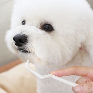 페티코 포인트 칫솔