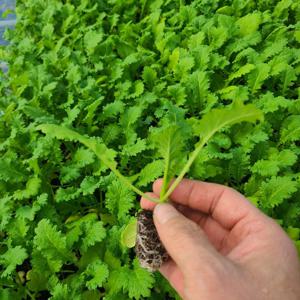 겨자모종 적겨자 청겨자 겨자채 겨자상추 쌈채소 키우기