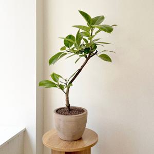 뱅갈고무나무 중형 실내공기정화식물 베트남토분 개업 집들이 인테리어 식물