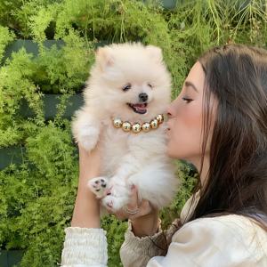 TEMU 1개 골든 구형 비즈 목걸이 - 소/중형 강아지 & 고양이용, 반짝이는 골드 비즈와 편안한 발 없는 목걸이, 포메라니안, 치와와, 시츄, 푸들 강아지를 위한 스타일리시 펫 액세서리