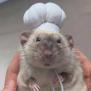 TEMU 햄스터와 인형 셰프 모자 - 조절 가능한 소형 애완동물 머리장식, 재미있는 애완동물 의류 액세서리, 스타일리시한 애완동물 액세서리