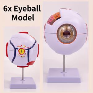 TEMU 6배 확대된 눈 모형 (분리형 스탠드 포함), 과학 교실 교육용 해부학 눈 모형