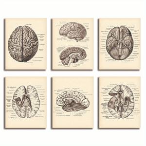TEMU 프레임 없음 6개 세트 신경학 레트로 포스터, 뇌 해부도 지도, 뇌 교차 단면, 신경과 의사 선물, 의과대학 벽 장식 8 * 10 인치