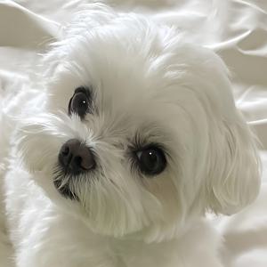 TEMU 최신 크리에이티브 말테즈 강아지 페인팅 키트, 원형 자수 아트, 풀 캔버스, 아트 공예 제작, 거실, 침실, 사무실 십자수 핸드메이드 선물, 벽 장식 아트에 적합