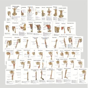 TEMU 인체 뼈 및 근육 차트가 포함된 100매 의료 해부학 플래시 카드 - 의대생, 의사를 위한 라벨이 붙은 근육 및 뼈 다이어그램 - 해부학 학습 가이드, 의료 교육, 의료 전문가에게 적합한 영어 학습 가이드