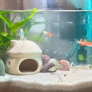 TEMU 어항용 세라믹 은신처, 초두께 내구성 강한 물고기와 새우 은신동굴, 번식 및 산란용 하우스, 작은 병 버섯 아치 디자인 어항 장식석, 무독성 안전, 소형 및 중형 어항에 적합