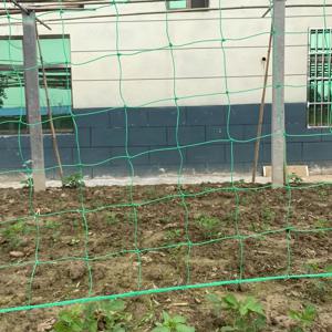 TEMU 식물 덩굴망 1개입 200cm*200cm, 60가닥 강화형 이중 잠금 가장자리, 덩굴식물, 오이, 덩굴식물, 채소, 과일, 꽃, 토마토, 콩에 적합. 잔디 관리 및 조경 미화에 적합. 노화 방지 재사용 가능 소재, 간편한 설치