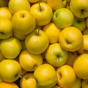 시즌 마지막 황금사과 시나노골드 특가! 2kg 1만원~