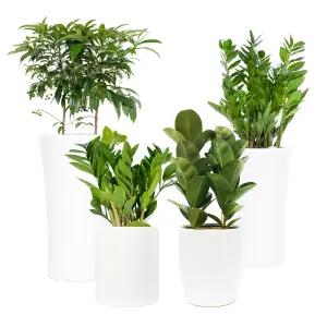 바로플라워 집들이 축하선물 개업식 공기정화식물 관엽식물