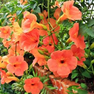 [경북묘목]능소화묘목 1년 2년생 포트묘/조경수.공원수