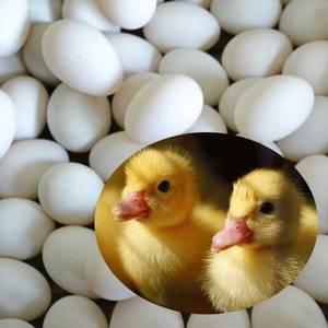 (부화용유정란3개 ) 부화용노란오리알 - 부화용계랸