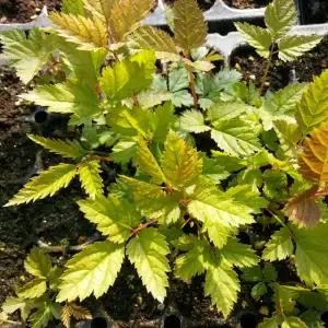 눈개승마모종 5개 (트레이 5구) 삼나물 모종