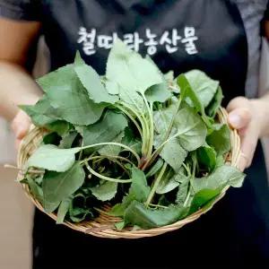 [철따라농산물]하동 지리산 햇 산 취나물 1kg