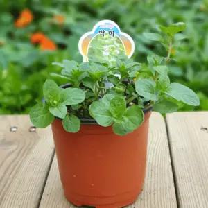 [장미농원] 박하 화분