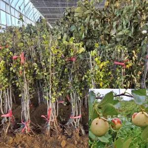 왕대추나무 (접목1년생) 특묘 사과대추묘목 과수