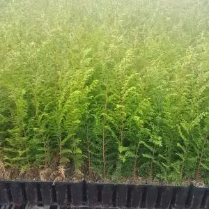 편백나무 편백나무묘목 4년생1미터