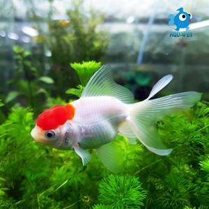 아쿠아펫 단정 금붕어 2마리(사이즈 6cm전후)