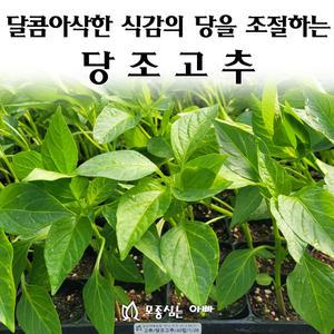 [모종심는아빠] 달콤아삭한 식감의 당을 조절하는 당조고추 모종