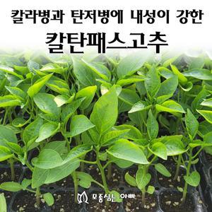[모종심는아빠] 칼라병과 탄저병에 내성이 강한 칼탄패스고추 모종72개(트레이한판)