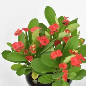 꽃기린 소형 야생화 꽃모종