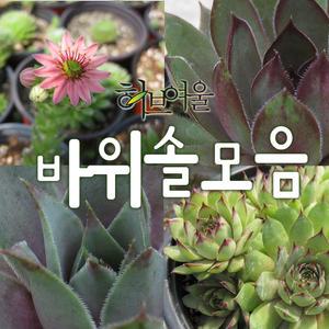 [허브여울바위솔] 바위솔모음(와송 베란다 노지월동 모종) 지름 9cm 소품 & 15cm 중품 다육화분 (상토만사용)