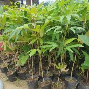 [목하원예조경]황칠나무 묘목 50cm전후 포트묘 약용나무 특용수 정원수 조경수 노지월동 상록활엽수 황칠