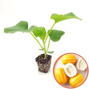 [파머씨드] 참외 모종 4개 고당도 꿀참외 모종