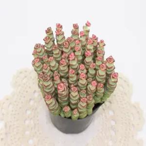 루페스트리 특A급 핑크다육식물 고급희귀다육 실내인테리어 플랜테리어 관상용 식물