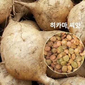 히카마 맥시코감자 씨앗 100립 (얌빈)