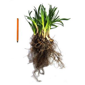 두메부추 모종/2~3년생 종근 40개