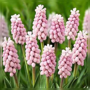 [핑크 무스카리 구근] 핑크썬라이즈 4구_ 1세트